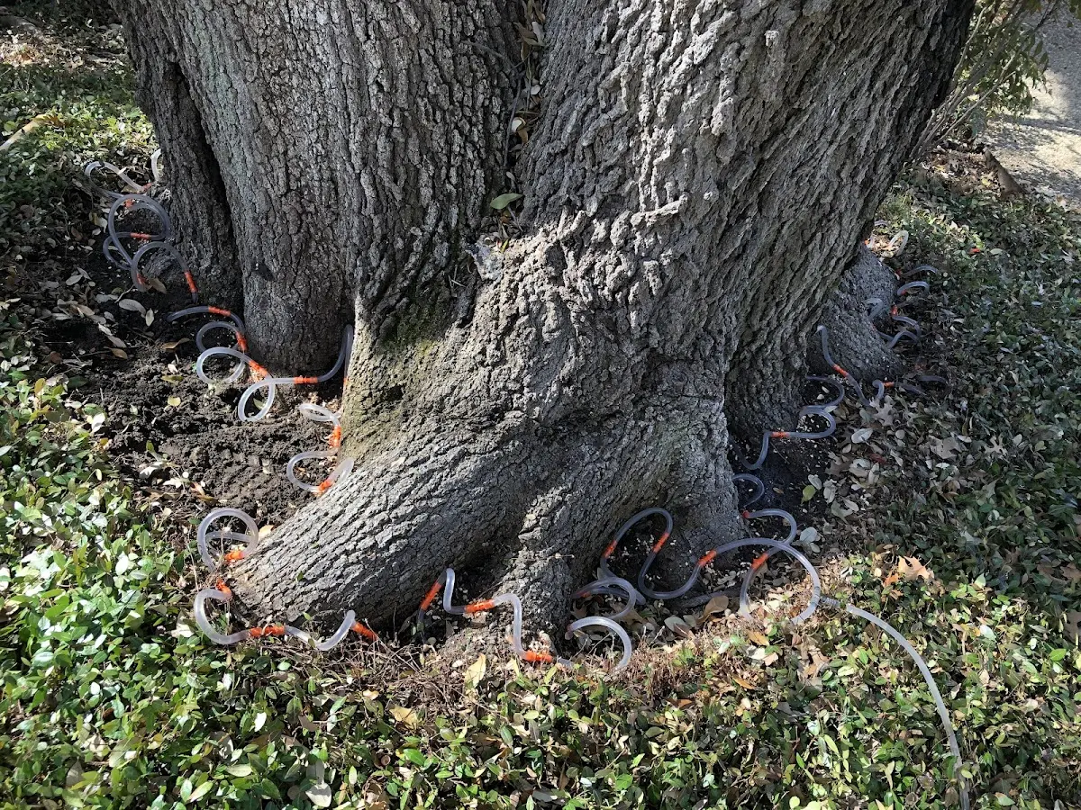 Detailed Tree Cabling and Bracing job site in Dadeville